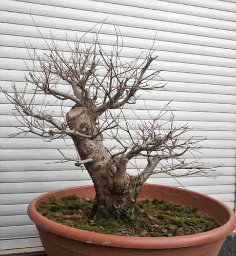 Nº 101 Olmo comun Nº 101 Olmo comun