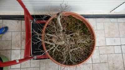 Nº 101 Olmo comun Nº 101 Olmo comun