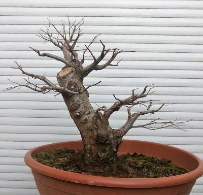 Nº 101 Olmo comun Nº 101 Olmo comun