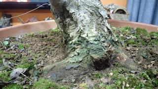 Nº 101 Olmo comun Nº 101 Olmo comun