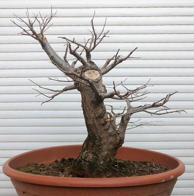 Nº 101 Olmo comun Nº 101 Olmo comun