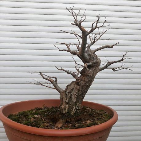 Nº 101 Olmo comun Nº 101 Olmo comun