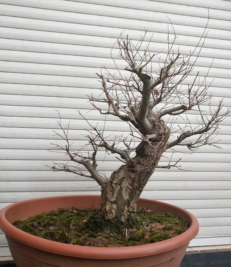 Nº 101 Olmo comun Nº 101 Olmo comun