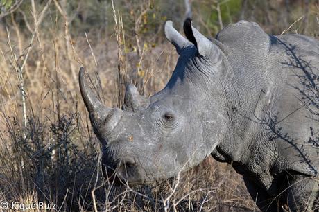 Los grandes mamíferos desaparecen Los grandes mamíferos desaparecen