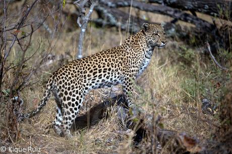 Los grandes mamíferos desaparecen Los grandes mamíferos desaparecen