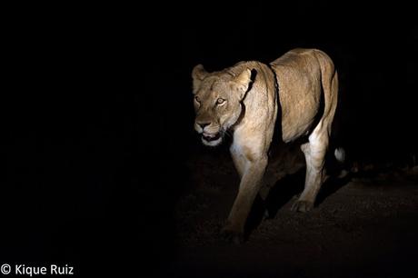 Los grandes mamíferos desaparecen Los grandes mamíferos desaparecen