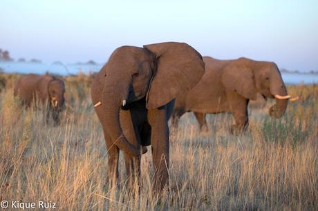 Los grandes mamíferos desaparecen Los grandes mamíferos desaparecen