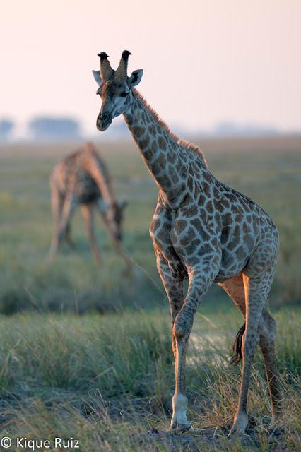Los grandes mamíferos desaparecen Los grandes mamíferos desaparecen