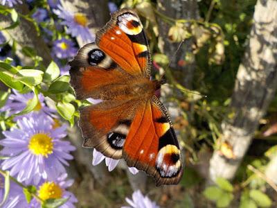 Mimos de mariposas