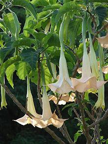 ¡Cuidado! Estos inofensivos alimentos pueden causar efectos similares a las drogas 220px-Starr_070112-3362_Brugmansia_x_candida