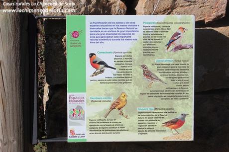 Soria y Tierras Altas: San Pedro Manrique, Ruta de las Icnitas, Acebal de la Garagüeta acebal garagueta soria aves pajaros ornitoturismo ornitologia cartel