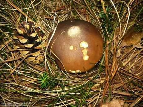 boleto boletus seta soria