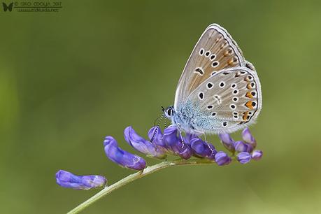 Polyommatus amanda (Amanda's blue)