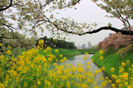 Trip to Tokyo in Spring