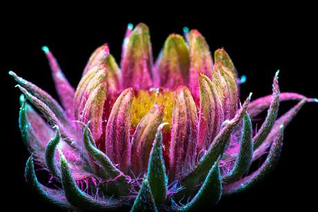 Deslumbrantes imágenes de flores brillantes fotografiadas con fluorescencia ultravioleta Deslumbrantes imágenes de flores brillantes fotografiadas con fluorescencia ultravioleta