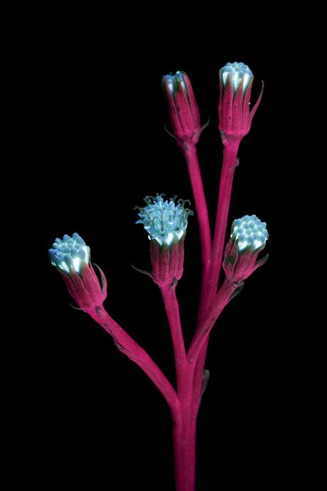 Deslumbrantes imágenes de flores brillantes fotografiadas con fluorescencia ultravioleta Deslumbrantes imágenes de flores brillantes fotografiadas con fluorescencia ultravioleta