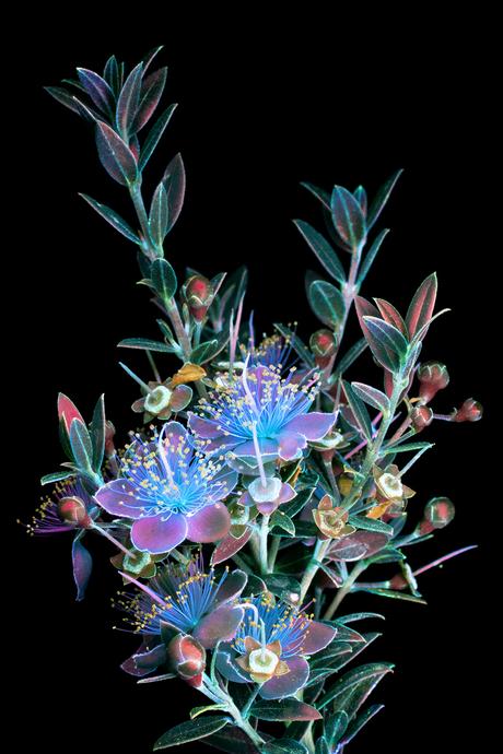 Deslumbrantes imágenes de flores brillantes fotografiadas con fluorescencia ultravioleta Deslumbrantes imágenes de flores brillantes fotografiadas con fluorescencia ultravioleta