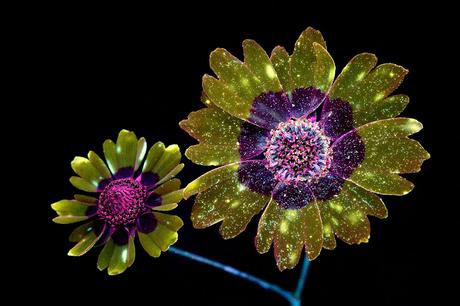 Deslumbrantes imágenes de flores brillantes fotografiadas con fluorescencia ultravioleta Deslumbrantes imágenes de flores brillantes fotografiadas con fluorescencia ultravioleta