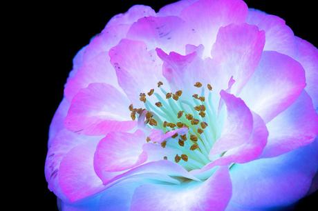 Deslumbrantes imágenes de flores brillantes fotografiadas con fluorescencia ultravioleta Deslumbrantes imágenes de flores brillantes fotografiadas con fluorescencia ultravioleta