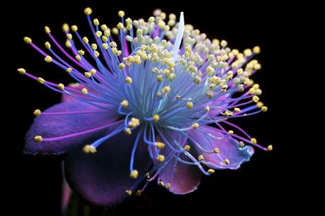 Deslumbrantes imágenes de flores brillantes fotografiadas con fluorescencia ultravioleta Deslumbrantes imágenes de flores brillantes fotografiadas con fluorescencia ultravioleta