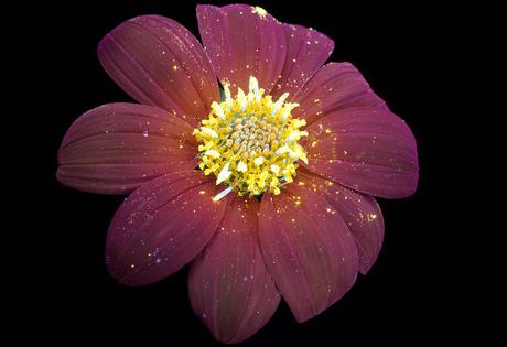Deslumbrantes imágenes de flores brillantes fotografiadas con fluorescencia ultravioleta Deslumbrantes imágenes de flores brillantes fotografiadas con fluorescencia ultravioleta