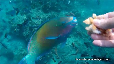 Gili Islands; descubriendo sus fondos marinos