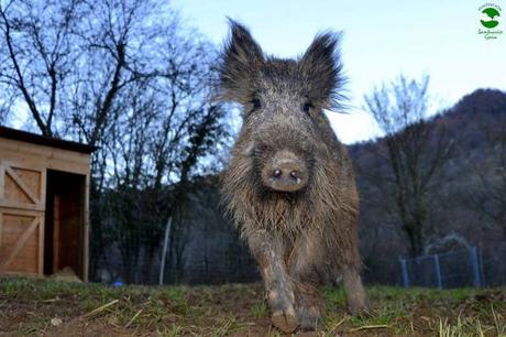 ¿Aceptamos «jabalí» como animal de compañía?