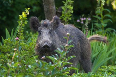 ¿Aceptamos «jabalí» como animal de compañía?