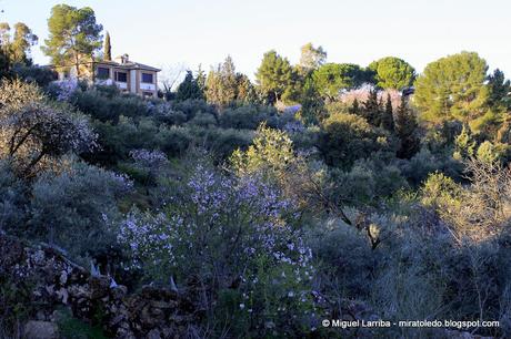 Cigarrales de Toledo: Selvas de Amores Cigarrales de Toledo: Selvas de Amores
