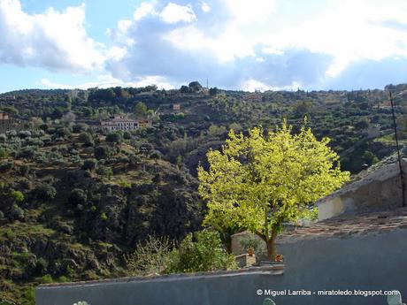 Cigarrales de Toledo: Selvas de Amores Cigarrales de Toledo: Selvas de Amores