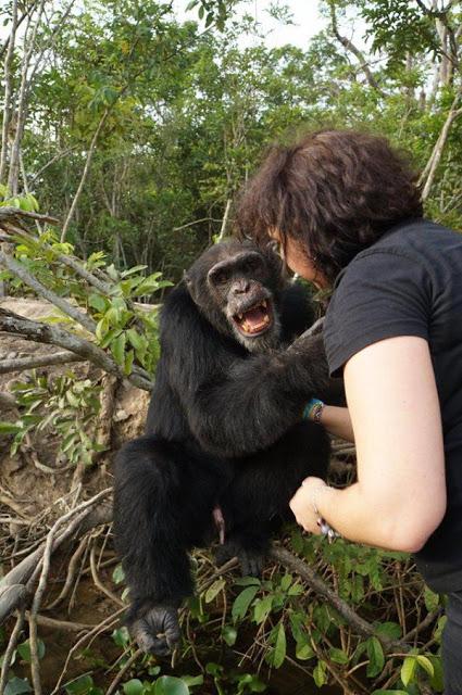 El chimpancé más solitario del mundo abraza a los visitantes después de años de aislamiento en una isla