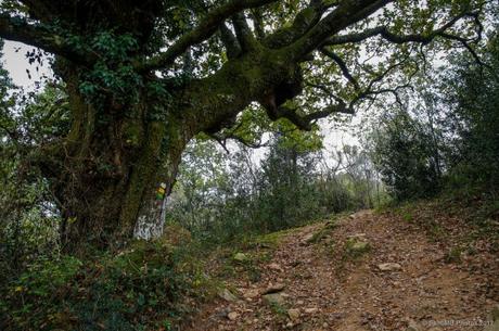 El árbol marcado