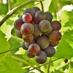 Bajar de peso después de Navidad es posible con estos 7 prácticos consejos Bajar de peso después de Navidad es posible con estos 7 prácticos consejos