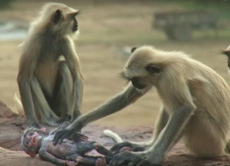 Monos lloran desconsolados la “muerte” de una cámara camuflada que los grababa [Video]