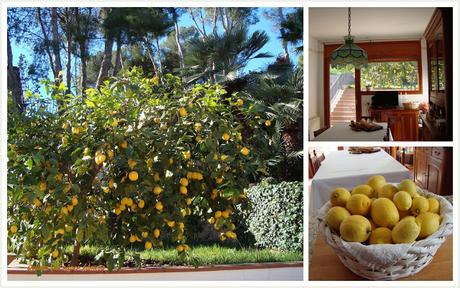 Mermelada de limón Mermelada de limón