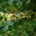 boswellia serrata