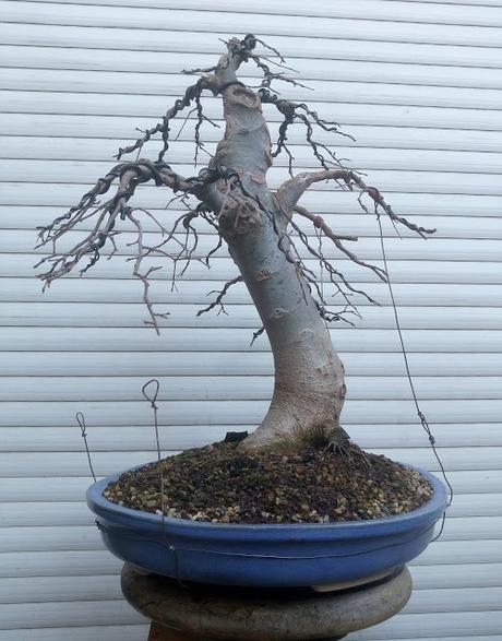 Trabajos de invierno en hoja caduca Trabajos de invierno en hoja caduca