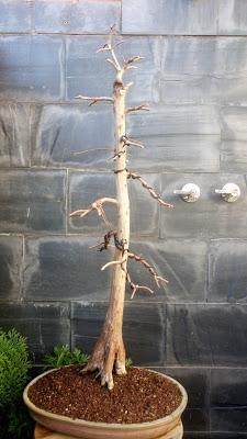 Trabajos de invierno en hoja caduca Trabajos de invierno en hoja caduca