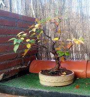 Trabajos de invierno en hoja caduca Trabajos de invierno en hoja caduca