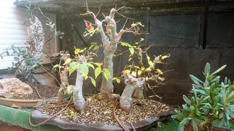 Trabajos de invierno en hoja caduca Trabajos de invierno en hoja caduca