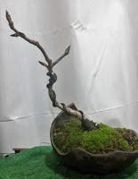 Trabajos de invierno en hoja caduca Trabajos de invierno en hoja caduca