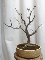 Trabajos de invierno en hoja caduca Trabajos de invierno en hoja caduca