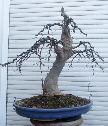 Trabajos de invierno en hoja caduca Trabajos de invierno en hoja caduca