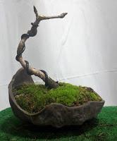 Trabajos de invierno en hoja caduca Trabajos de invierno en hoja caduca