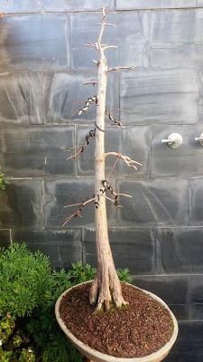 Trabajos de invierno en hoja caduca Trabajos de invierno en hoja caduca