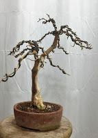 Trabajos de invierno en hoja caduca Trabajos de invierno en hoja caduca