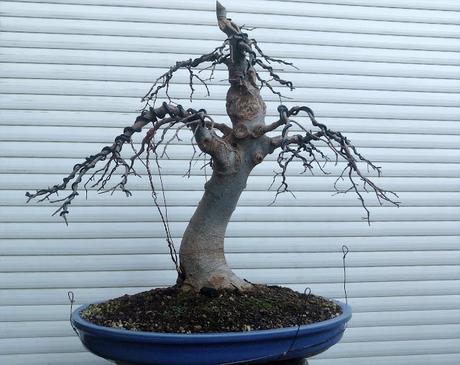 Trabajos de invierno en hoja caduca Trabajos de invierno en hoja caduca