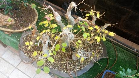 Trabajos de invierno en hoja caduca Trabajos de invierno en hoja caduca