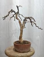 Trabajos de invierno en hoja caduca Trabajos de invierno en hoja caduca