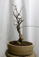 Trabajos de invierno en hoja caduca Trabajos de invierno en hoja caduca